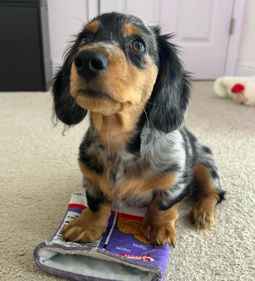 Cooper4 Cooper4